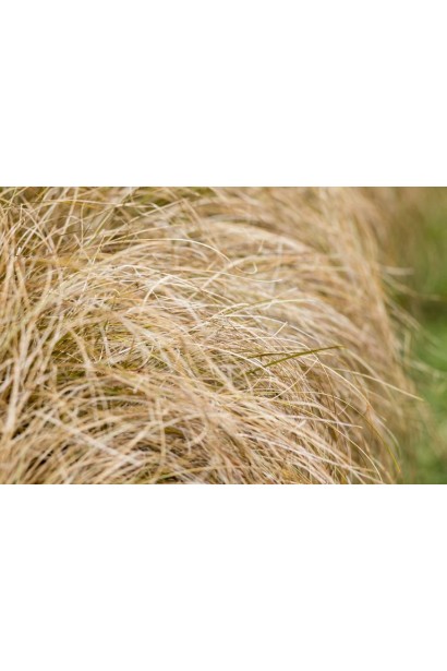 Осока волосовидна `Бронз Перфекшн` бронзово-руде листя, з мідними відтінками